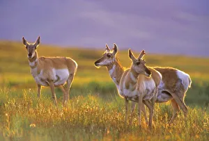 Large Mammal Photography Drucke: Pronghorn Antelope