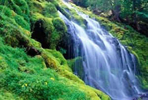 Oregon Waterfall Photography Drucke: Proxy Falls in the central Oregon Cascades