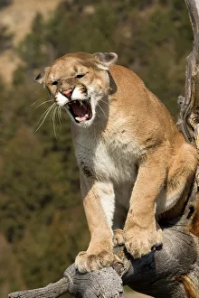 Drucke von Bengal tiger oder Berglöwe (Panthera tigris), Panthera pardus caeruleocephalus in Gefangenschaft - Wildtierparkmodell, West-WY nahe dem Nationalpark Yellowstone, wütend und aggressiv auf einem Baum Berglöwe Drucke: Bergpuma oder Puma