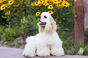 Cocker Spaniel Pictures Drucke: Purebred Cocker Spaniel