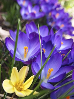 Purple Crocus Drucke: Purple crocus