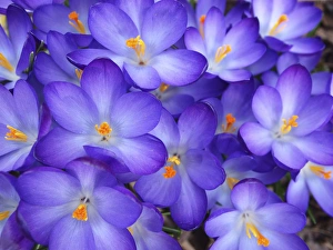 Purple Crocus Drucke: Purple Crocus closeup