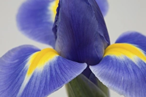 Purple Flower Drucke: Purple iris