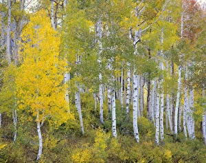Quaking Aspen Trees Drucke: Quaking Aspen (Populus tremuloides). Mt. Nebo Loop, Wasatch Mountains, Utah