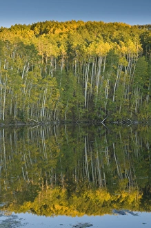 Zitterender Eiche (Populus tremuloides), Bäume und Reflexionen am Zwillingseichen, Fischlake-Nationalpark