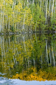 Quaking Aspen Trees Drucke: Quaking Aspen (Populus tremuloides) Trees and Reflection, Twin Ponds, FishLake National