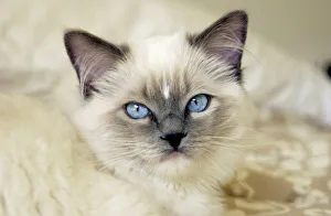 Ragdoll Kitten Drucke: Ragdoll kitten