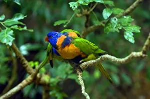 Parrot Species Identification Drucke: Rainbow Lorikeets