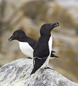 Machias Seal Island Drucke: Razorbills