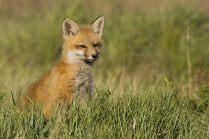 National Wildlife Refuge Drucke: Red Fox Kit