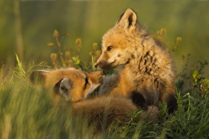 Vulpes Vulpes Young Drucke: Red Fox Kits