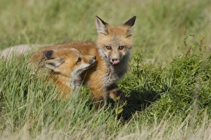 Vulpes Vulpes Young Drucke: Red Fox Kits Playing