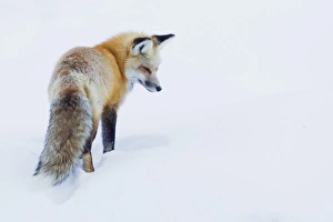Danita Delimont Wildlife Images Drucke: Red Fox in Winter