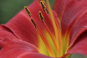 Red Lily Flower Drucke: Red lily abstract