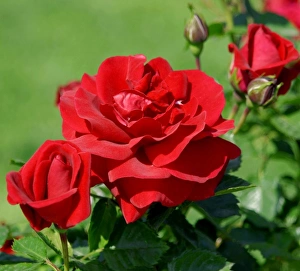 Red Flower Close Up Drucke: Red rose
