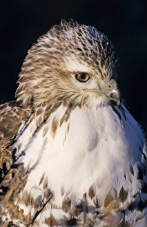 Drucke von Rotkehlügengewitter (Buteo jamaicensis), Erwachsene Rotschwanzbussard Drucke: Rotkehlügengeselle (Buteo jamaicensis)