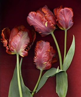 Red Background Flowers Drucke: Red Tulips on Red Background