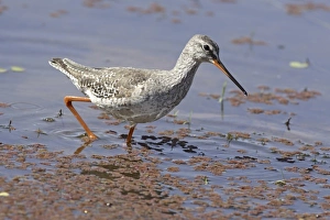 Rajasthan Wildlife Images Drucke: Redshank