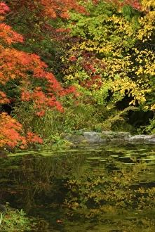 Vibrant Fall Colors Drucke: Reflection of Fall Foliage in Pond