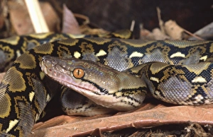 David Northcott Wildlife Photography Drucke: Reticulated Python, Python reticulatus, Native to Tropical Indo China