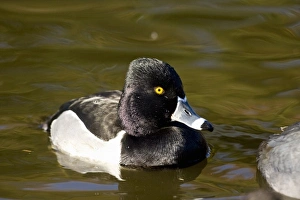 Southern California Wildlife Drucke: Ring-necked Duck