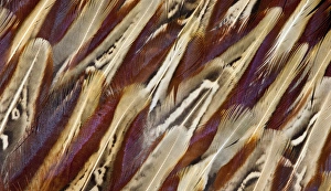 Beauty In Natural Patterns Drucke: Ring-necked Pheasant feather design
