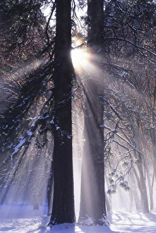 Yosemite National Park Scenery Drucke: Rising sun, radiating and diffracting