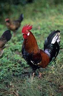 Farmyard Birds Drucke: Rooster