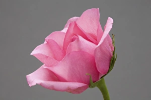 Wildflower Blossom Images Drucke: Rose