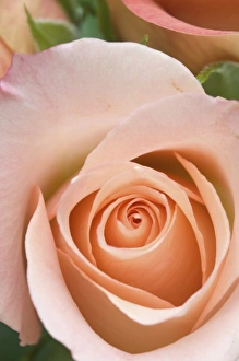 Wild Rose Blossom Drucke: Rose close-up