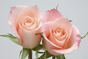 Wildflower Bloom Images Drucke: Roses