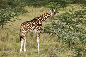 Drucke von Die Rothschilds-Narrenschwein isst im Nahen See Naturschutzgebiet in Kenia. Die Narrenschnabelart Rothschild ist von der Art Giraffa camelopardalis rothschildi Bilder Datiert 2005 Juli: Die Rothschild-Girafe