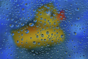 Water Droplet Close Up Drucke: Rubber Duck with dew drops