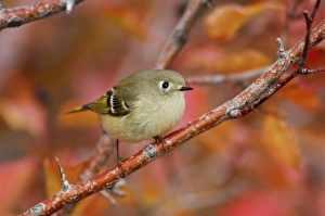Autumn Woodland Scenes Drucke: Ruby-crowned Kinglet, Regulus calendula, adult in Black Hawthorn, Grand Teton NP