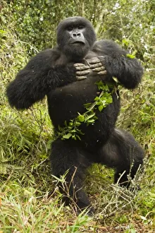 Mountain Gorillas In Rwanda Drucke: Rwanda, Volcanoes