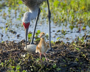 Florida Wetlands Drucke: Sandhill crane inspecting second egg, Grus canadensis, Florida, wild