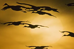 Winter Bird Migration Drucke: Sandhill Cranes
