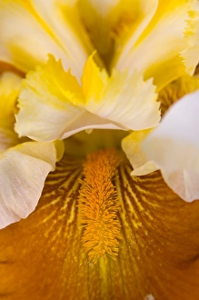 Danita Delimont Photos RF Drucke: Schreiners Iris Gardens