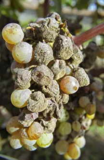 European Wine Production Drucke: Semillon grapes