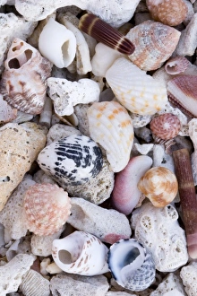 Schalen am Strand