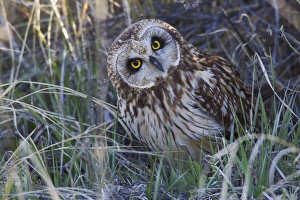 Spring Wildlife Drucke: Short-eared Owl
