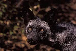 Vulpes Vulpes Species Drucke: silver fox, red fox morph, Vulpes vulpes, in the foothills of the Takshanuk mountains