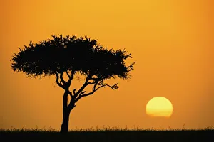 Morning Light In Africa Drucke: Single Acacia tree