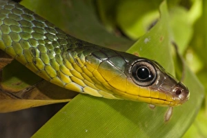 South America Snakes Drucke: Sipo Snake