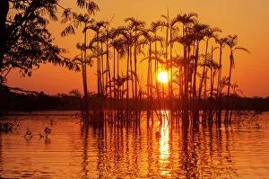 Amazon Rainforest Drucke: Situated right on the equator in the Amazon rainforest