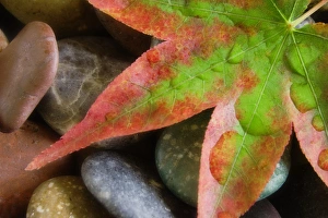 Autumn Colored Leaves Drucke: Smooth rocks and fall-colored maple leaf