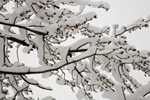 Winter Tree Landscape Drucke: Snow on the branches of a tree