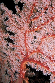 Tropical Ocean Scene Drucke: Soft coral