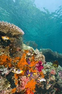 Papua New Guinea Marine Life Drucke: Soft corals, sponges, and Tunicates, Raja Ampat region of Papua (formerly Irian Jaya)