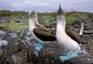 Südamerika, Ecuador, Galapagosen Inseln und Hood-Inseln. Blaufüßler Tauben (Sula)